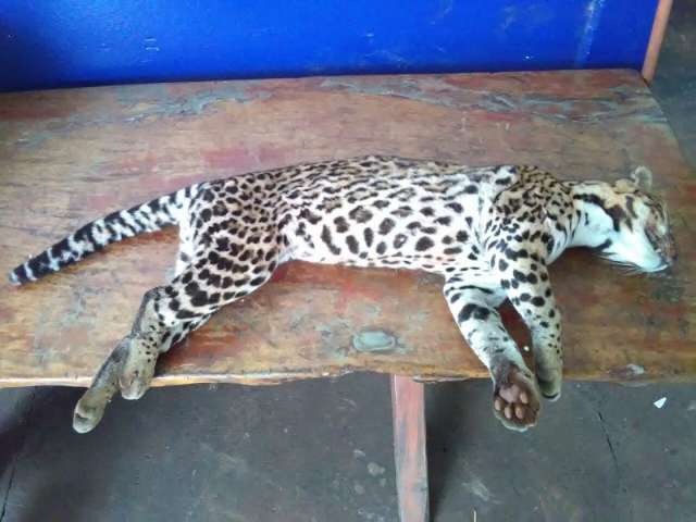 Jaguatirica adulta morre atropelada na BR-163 e vai ser empalhada