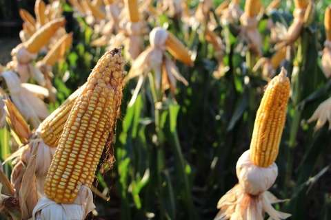 Plantio de milho safrinha avança e 43% das lavouras de MS estão semeadas