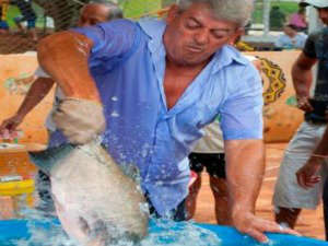 Festa do Peixe deve comercializar 30 toneladas de pescado em Dourados