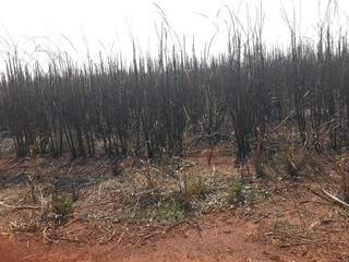 Plantação de cana-de-açúcar queimada (Foto: PMA/Divulgação)