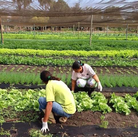 Inclus&atilde;o de alimentos produzidos pela agricultura familiar &eacute; tema de Confer&ecirc;ncia