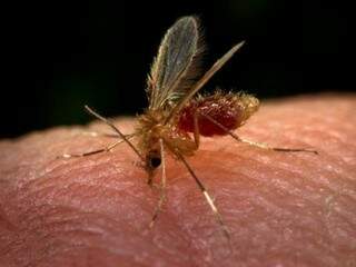 Mosquito flebótomo é o transmissor da leishmaniose entre cães e humanos. (Foto: Divulgação)
