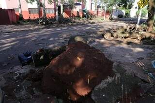 Em rua onde vento j&aacute; derrubou 2 &aacute;rvores, sujeira fica pelo caminho