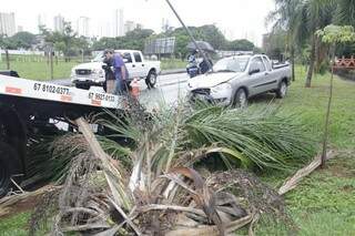 Veículo derrubou poste e arrancou coqueiro (Foto: Alan Nantes)