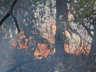 Incêndio aconteceu na manhã desta quarta-feira (Foto: Mirian Machado)
