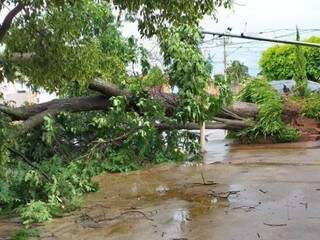 Na Rua Tupiniquins a queda de uma árvore também atingiu a rede elétrica. (Foto: Direto das Ruas) 
