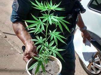 Jovem suspeito de espancar c&atilde;o tinha p&eacute; de maconha e bicicleta furtada