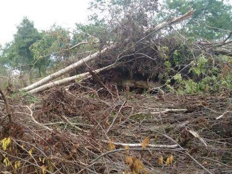 Pecuarista &eacute; multada em R$ 240 mil por desmatamento de madeiras nobres