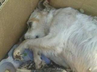 Cadela que estava com filhote entalado não resistiu e acabou morrendo após ter sido abandonada. (Foto: Reprodução Facebook)