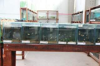 Peixes menores ficam em aquários de vidro (Foto: Fernando Antunes)