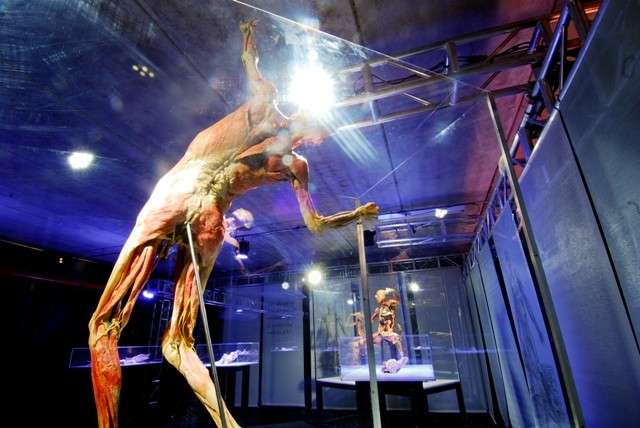 Exposição Human Bodies fica em Campo Grande até o dia 17 de novembro