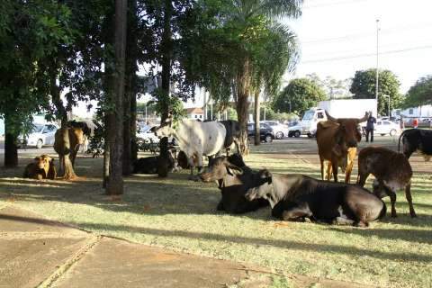 Vacas causam espanto em motoristas ao trafegar na Duque de Caxias