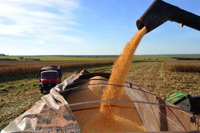 Aumento no custo de produ&ccedil;&atilde;o pode reduzir &aacute;rea do milho 1&ordf; safra em 22%