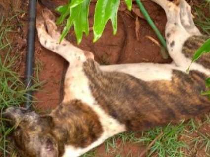 Dois cães são mortos envenenados por bandidos durante roubo 