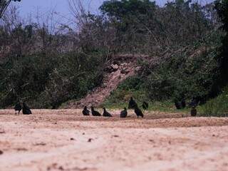 Urubus espreitam à procura de alimento na calha onde só restou areia (Foto: Marcos Maluf)
