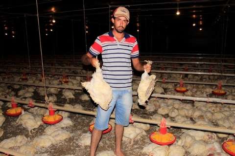 Falta de energia provoca morte de 30 mil frangos e prejuízo é de R$ 200 mil