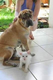 Assim como quando se ama a gente fica até mais doce, os animais também são contagiados e podem ficar mais dóceis. (Foto: Alcides Neto)