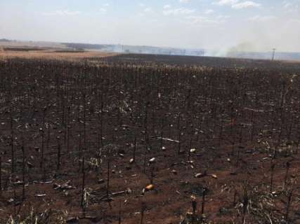 Proprietários rurais acusam índios de atear fogo em plantação de milho 