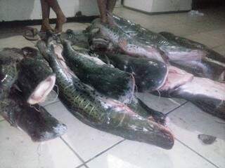 Sem a legalização do produto, a PMA apreendeu o pescado e multou o pescador, de 28 anos, em R$ 3,6 mil. (Foto: Reprodução)