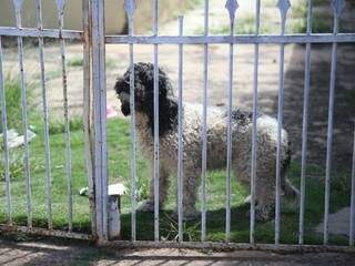Cadela está abandonada há pelo menos 10 dias, denunciam vizinhos, que dão alimento pelo portão (Foto: Fernando Antunes)
