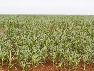 Área plantada de milho em MS cresceu 220 mil hectares nesta safra. (Foto:Marcelo Victor)