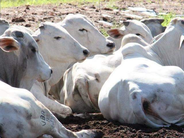 Em cinco meses, programa Precoce MS abateu 43 mil cabe&ccedil;as de gado