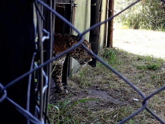 On&ccedil;a resgatada debilitada no Pantanal se prepara para voltar ao habitat natural