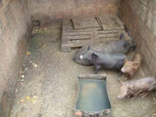 Os porcos foram apreendidos e ficaram sob guarda do autuado, até decisão judicial e do órgão ambiental.