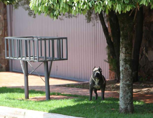  Pit bull solto em &aacute;rea nobre da Capital provoca medo em moradores