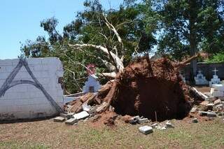 No cemitério Cruzeiro, até o final da manhã desta terça-feira, nenhuma equipe havia retirado a árvore que derrubou o muro. (Foto:Simão Nogueira)
