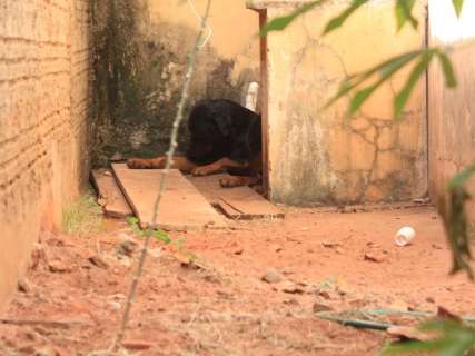 Dois rottweilers atacam em quintal e homem é salvo por vizinhos