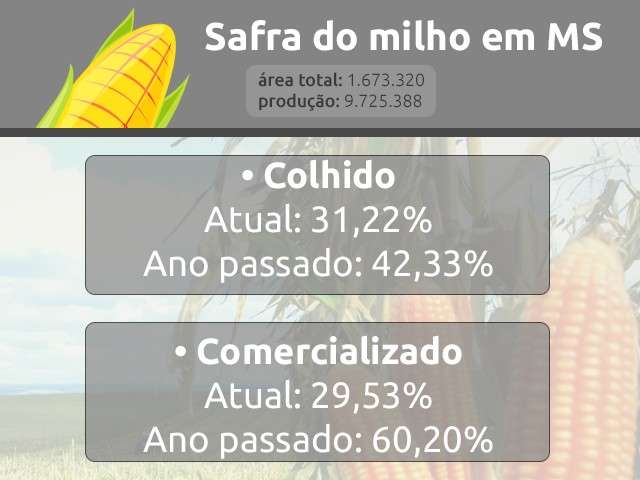 Queda de 60% do pre&ccedil;o do milho derruba pela metade venda do gr&atilde;o em MS