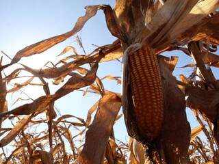Plantação de milho da safra passada em Mato Grosso do Sul: ciclo 2017/2018 deverá ter 2,7 milhões de toneladas de milho a menos em relação ao anterior (Foto: Marcos Ermínio)