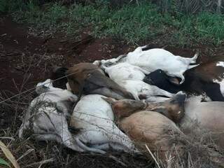 Queda de fio de alta tensão mata dez vacas em chácara Queda de fio de alta tensão mata dez vacas em chácara