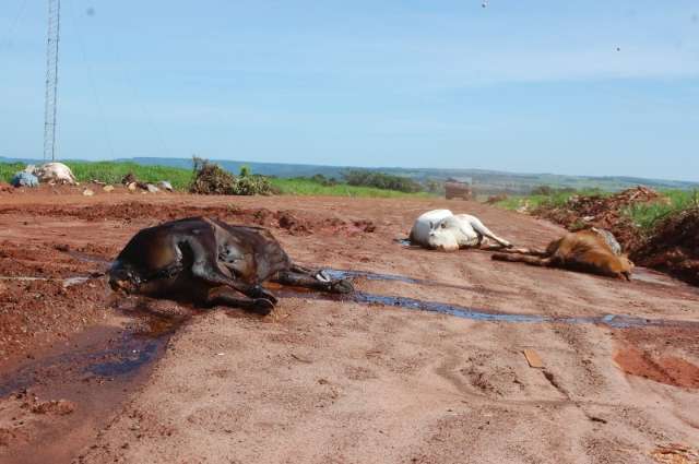 Multa de R$ 3 mil n&atilde;o inibe e at&eacute; vaca morta &eacute; jogada em terrenos baldios 