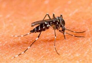 O mosquito transmissor de dengue, zika e chikungunya (Foto: Arquivo)