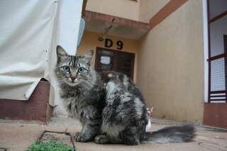 Prefeitura notificou casal, que paga do bolso alimentação e ainda castra todos os gatos (foto: Marcos Ermínio)