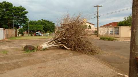 Temporal com ventos de até 70 km/hora arranca galhos de árvores
