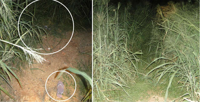  Pol&iacute;cia prende suspeito de estuprar e matar menina de 12 anos em Corumb&aacute;