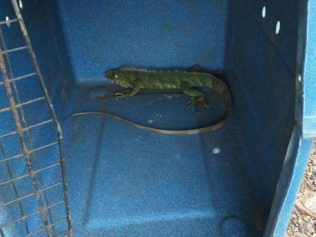 Iguana &eacute; capturada depois de percorrer corredores de hospital