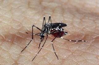 Mosquito transmissor da febre chikungunya é o mesmo da dengue. (Foto:Divulgação)
