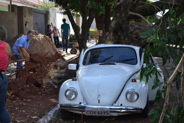 Sem vento, &aacute;rvore de 15 metros cai, destr&oacute;i Fusca e interdita rua na Capital