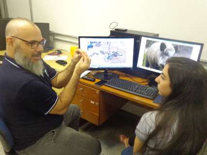 Para monitorar praga, pesquisador faz mapeamento de javalis em MS