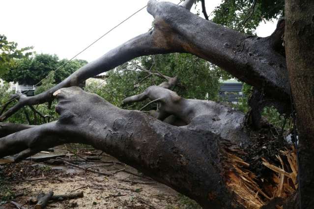 Galho de &aacute;rvore arrasta fios e deixa moradores em alerta na Vila Anahi