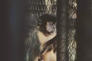 &lt;h1&gt;Solitário
&lt;h2&gt;No CRAS, macaco espera o dia em que vai voltar pra casa. (Foto: Alcides Neto)