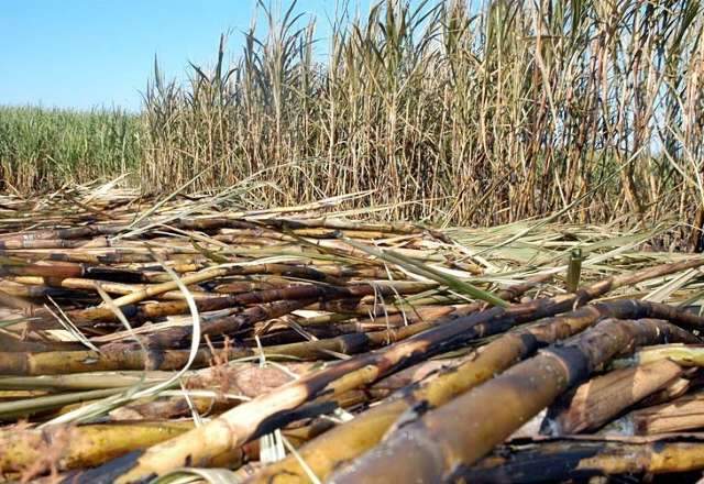 Chuva atrapalha, mas usinas mant&ecirc;m a moagem de cana-de-a&ccedil;&uacute;car em MS