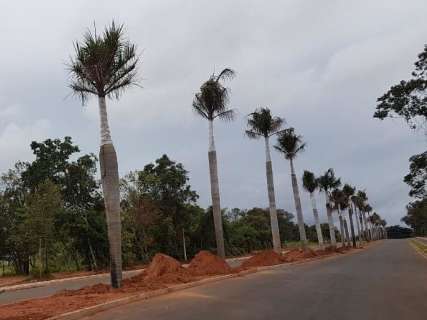 Com palmeiras replantadas, novo acesso ao Parque dos Poderes ganha cara nova