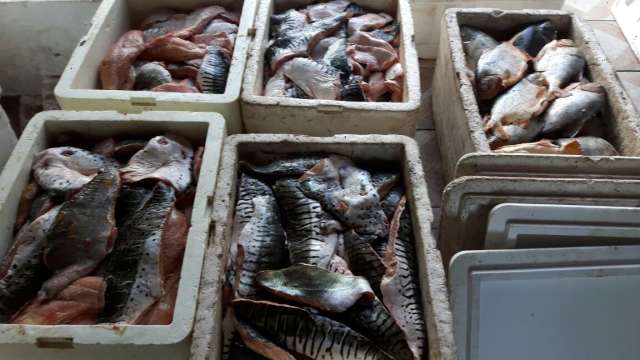 Em dois meses de Piracema, pol&iacute;cia apreende 1,2 mil quilos de pescado