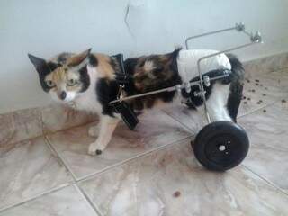 Gatinha já tem a cadeira de rodas e está se recuperando muito bem. (Foto: Divulgação)