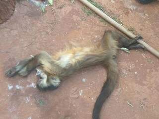 Macacos foram encontrados próximos a posto de combustível na BR-163 (Foto: Divulgação/PMA)